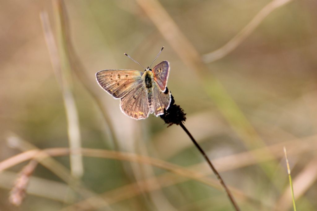 Lycaena tityrus